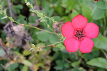 Macro shot of a red scarlet flax flower (Linum grandiflorum) in bloom