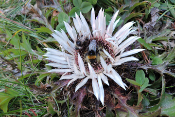 An early bumblebee and a forest cuckoo bumblebee pollinating silver carline thistle in the Tatra Mountains