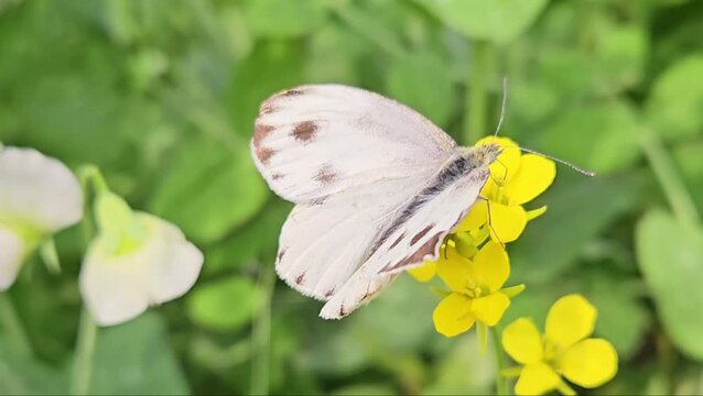 butterfly on a flower