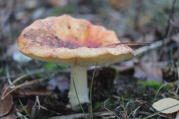muchomor czerwony Amanita muscaria grzyb trujący jaskrawoczerwony © Perovskia