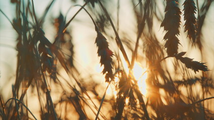 The stunning view of Golden Wheat Fields at Sunset showcases natures beauty and vibrant colors