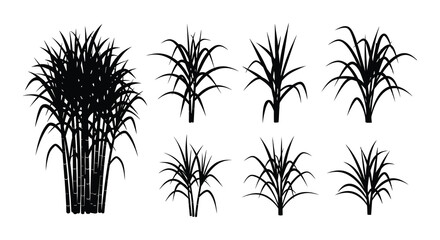 Black and white illustration of various tropical plants and foliage © Nayem