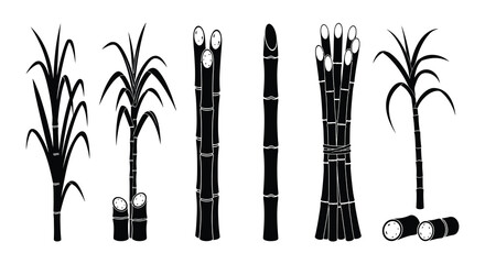 Black and white illustration of various tropical plants and foliage © Nayem