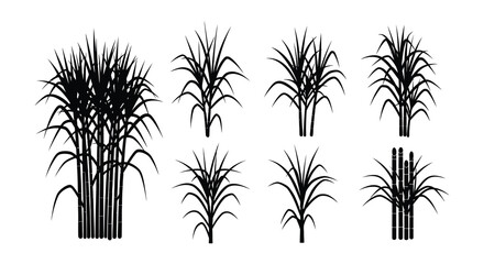 Black and white illustration of various tropical plants and foliage © Nayem