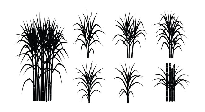 Black and white illustration of various tropical plants and foliage