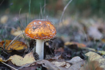 muchomor czerwony Amanita muscaria grzyb trujący jaskrawoczerwony