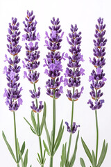Obraz premium Five fresh lavender flower stems on a white background