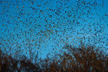 Bergfinken (Fringilla montifringilla)