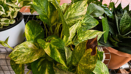 Money plant with golden green leaves in container placed near garden entrance © keavuth