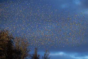 Bergfinken (Fringilla montifringilla)
