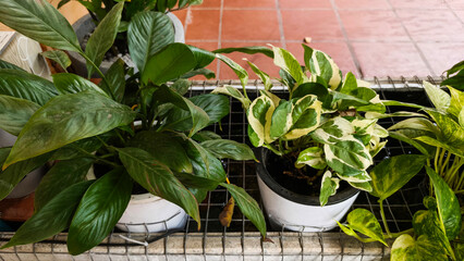 Small potted plant with heart shaped leaves placed on wooden balcony railing © keavuth