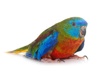 Obraz premium Turquoise parrot in studio