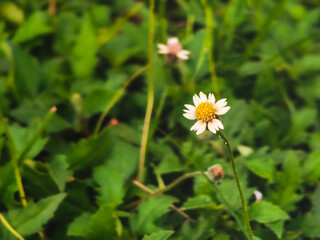 Close-up of Turnera subulata (White Alder) with delicate white petals and yellow center, highlighted against blurred green foliage in natural Malaysian setting.