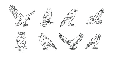 Fototapeta premium Bird line art illustrations set