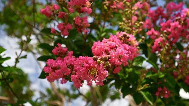 Blooming pink crape myrtle flowers