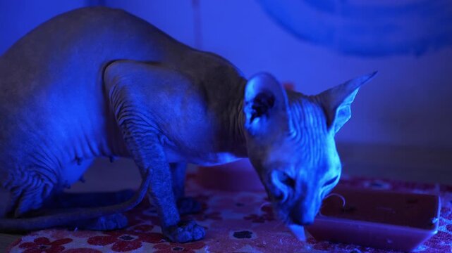 Bald canadian sphynx cat with distinctive wrinkled skin and large ears consuming dry food from its dish, illuminated by a vivid blue light creating a moody interior atmosphere