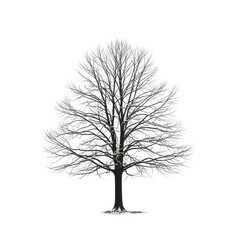 Obraz premium A grayscale image of a tree with bare branches on a black background