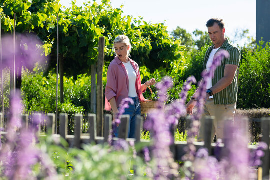 Couple walking and holding basket, woman in pink shirt inspecting trellised vines in garden