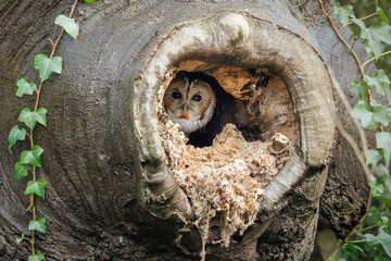 Tawny Owl sitting and hiding in its natural environment