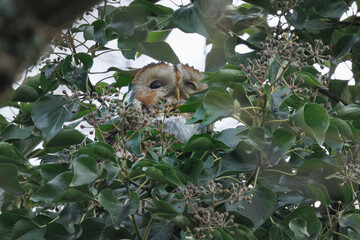 Tawny Owl sitting and hiding in its natural environment