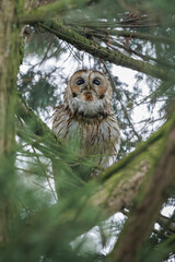 Tawny Owl sitting and hiding in its natural environment