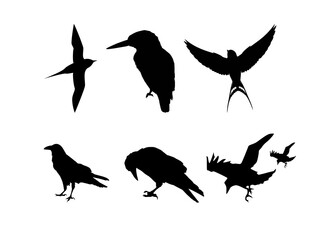 Fototapeta premium Collection of various bird silhouettes in different poses and flight patterns