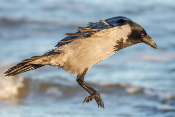 Fliegende Nebelkr&auml;he &uuml;ber dem Meer