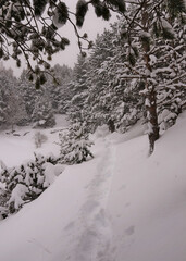 snow covered trees in winter