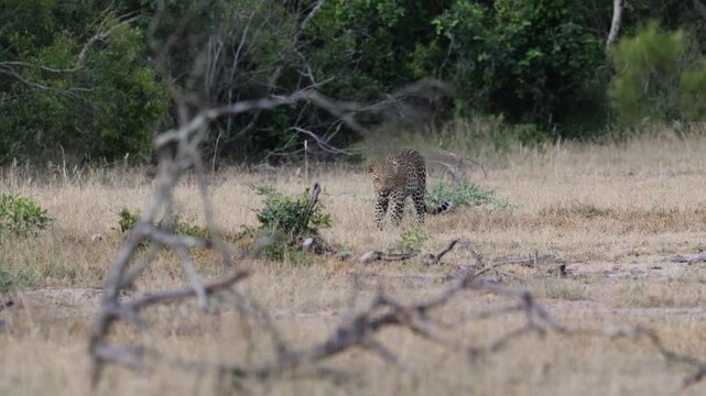 a leopardess and her cub reuniting