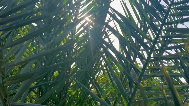 Lens Flare and Sunrays Through Palm Leaves.