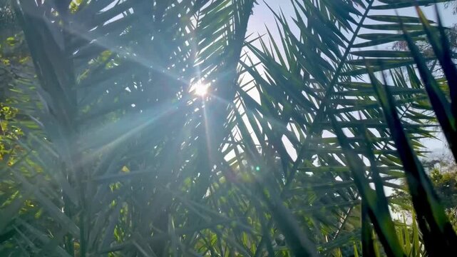 Lens Flare and Sunrays Through Palm Leaves.