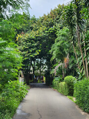 Obraz premium Quiet Road Surrounded by Lush Trees. Green Avenue Peaceful Outdoor Path. Natural Landscape Urban Park Scene. Scenic Street Under Tropical Canopy. Serene Environment Daylight View