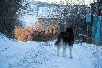husky dog portrait in the snow