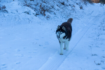 husky dog portrait in the snow