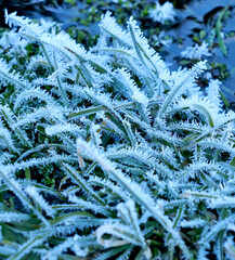 fern in the snow