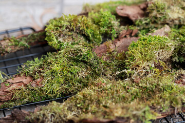 Obraz premium Premium hand-picked moss for floral arrangements.