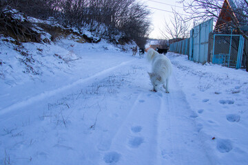 husky dog portrait in the snow