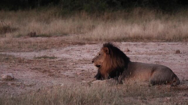  Impala snorting at a male lion