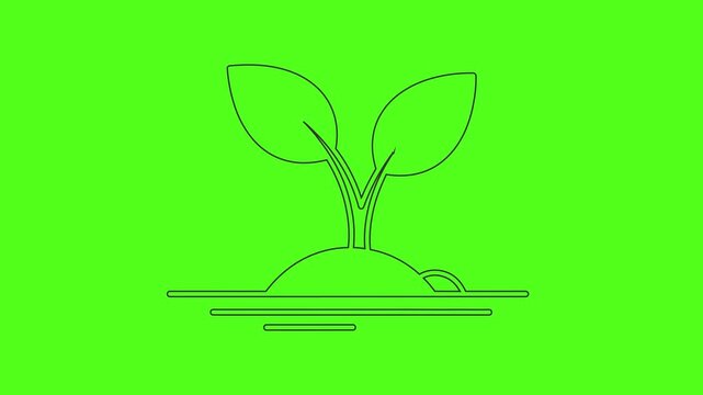 Growing Plant Sprout Ecology Vector Line Art Icon Animation Green Screen