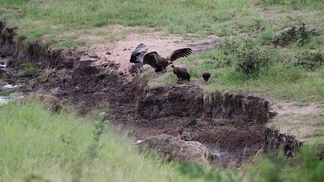 spotted hyenas and vultures gathering at the giraffe carcass