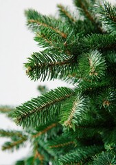 Close up of a vibrant green evergreen tree foliage against a plain white backdrop