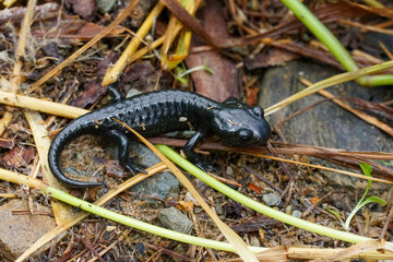 Fototapeta premium Closeup on the charcoal black Alpine salamander, Salamandra atra in the Austrian Carinthian Alps