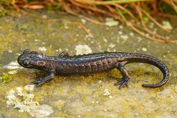 Obraz premium Closeup on the black Alpine salamander, Salamandra atra on a stone in the Austrian alps