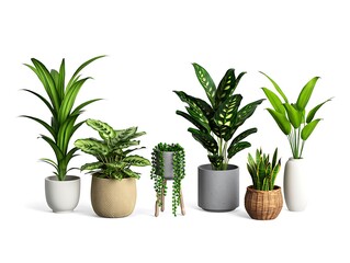 Fototapeta premium Collection of indoor houseplants in various stylish pots and containers
