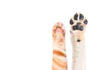 Paws of a fawn Labrador dog and a red Scottish Straight cat isolated on white background © sonsedskaya
