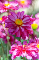 Obraz premium Magenta dahlia blossom with detailed petal structure and green core, selective focus, outdoor flower bed, soft bokeh, summer garden scene.