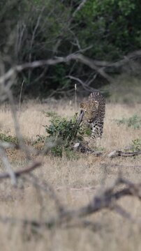 Vertical video, a leopardess with her big cub