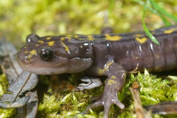 Closeup on the critically endangered Gorgan Mountain Salamander, Paradactylodon gorganensis on green moss