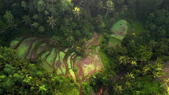 Overhead drone view of irrigated rice paddies, hidden inside dense tropical jungle in Bali with muddy water pools, palm trees and small rural farmland glowing in soft morning light.