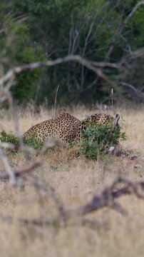 Vertical video, a leopardess with her big cub